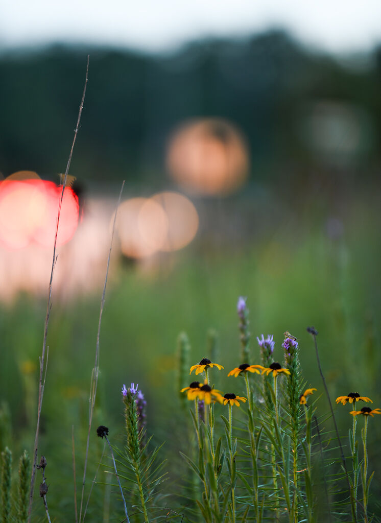 Black-eyed Susan and liatris grow on the highway right of way